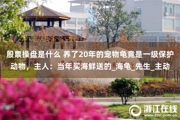 股票操盘是什么 养了20年的宠物龟竟是一级保护动物，主人：当年买海鲜送的_海龟_先生_主动